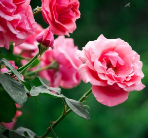 月季花的养殖方法