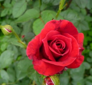月季花怎么养
